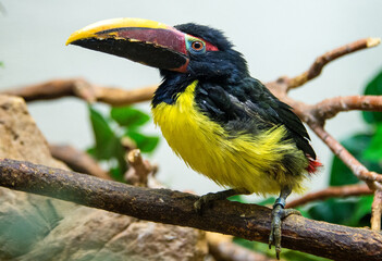 Colorful toucan perched on a branch, showcasing its vibrant beak and striking plumage.