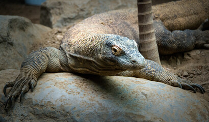 Komodo dragon resting on the ground or a rocky surface, showcasing its powerful body, textured scales, and intense gaze in its natural habitat.
