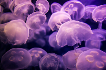 Cluster of small pink jellyfish gracefully drifting together in dark water, showcasing their delicate tentacles and creating a mesmerizing, ethereal underwater scene.