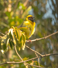 A male Southern Masked Weaver bird has just finished building an intricately woven hanging nest and is bringing females to check it out.