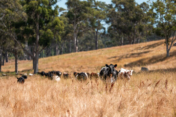 Herd of fat Cows in long grass in a field with pasture in summer