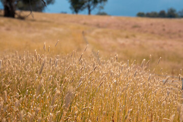 long native grasses on a regenerative agricultural farm. pasture in a grassland in the bush in...