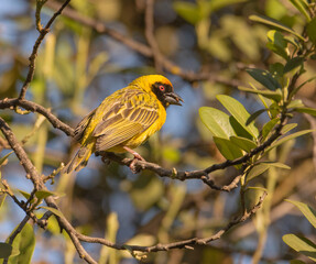 A male Southern Masked Weaver bird has just finished building an intricately woven hanging nest and is bringing females to check it out.