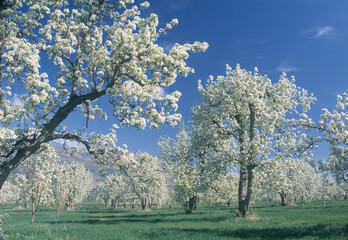 Pear orchard blossoming blossoms Wenatchee Valley Washington spring