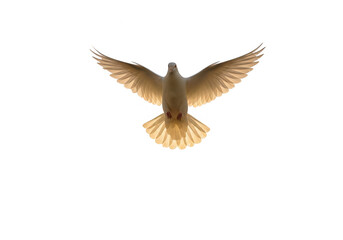 Obraz premium A white dove with outstretched wings gracefully flying, isolated on transparent background, symbolizing peace and hope