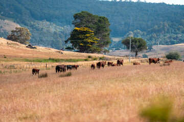long native grasses on a regenerative agricultural farm. pasture in a grassland in the bush in...