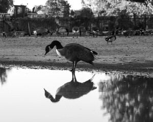 Reflection of wild geese