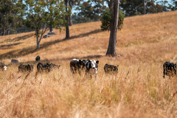 Herd of fat Cows in long grass in a field with pasture in summer