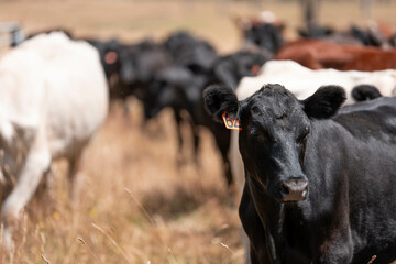 Herd of fat Cows in long grass in a field with pasture in summer