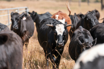 Herd of fat Cows in long grass in a field with pasture in summer