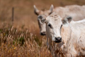 Herd of fat Cows in long grass in a field with pasture in summer