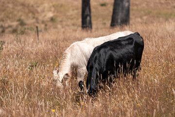 Herd of fat Cows in long grass in a field with pasture in summer