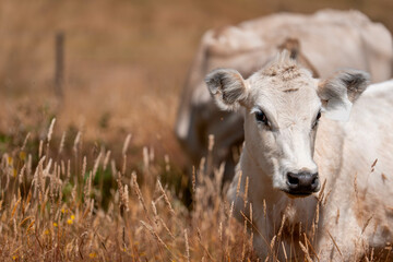 Herd of fat Cows in long grass in a field with pasture in summer