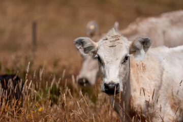 Herd of fat Cows in long grass in a field with pasture in summer
