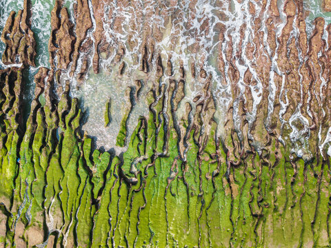 Green Seaweed Patterns on Rocky Coastline