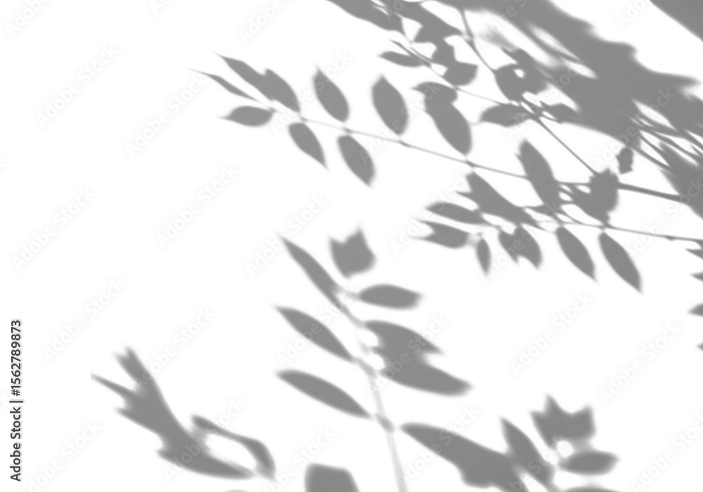 Poster delicate shadows of leaves and branches create an abstract overlay on a clean white background