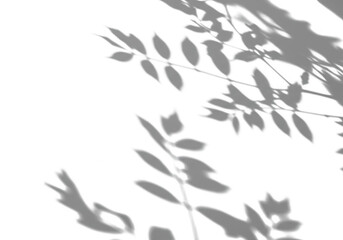 Delicate shadows of leaves and branches create an abstract overlay on a clean white background