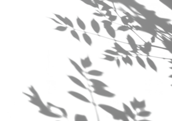 Delicate shadows of leaves and branches create an abstract overlay on a clean white background