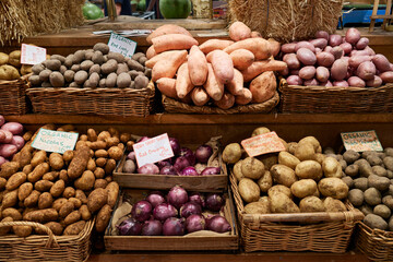 Colorful display of various organic potatoes and sweet potatoes