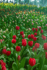 Fototapeta premium Colorful Tulips field in winter or spring,field of tulips in full bloom with various colors like pink, purple, yellow in the garden and pathway,tulip designs card.