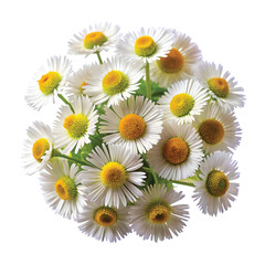 Fototapeta premium Fleabane Daisy Spray: Cluster of small fleabane daisy flowers, sharp PNG cluster
