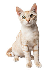 cute ginger tabby cat sitting, isolated on white background.