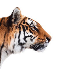 Fototapeta premium tiger head profile, isolated on transparent background.