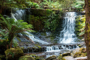 tourist hiking in a national park, taking a photo and looking at a waterfall in a forest in tasmania australia