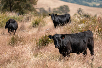 Herd of fat Cows in long grass in a field with pasture in summer