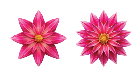 Pink Fire Pink Bloom: Bright pink fire pink wildflower, sharp star-shaped PNG