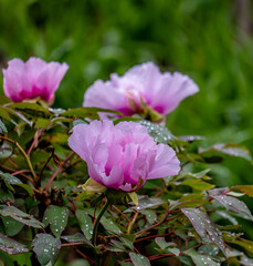 Peonies in the garden in summer close-up.