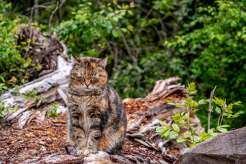 A cat sits in a forest in summer close-up.
