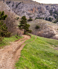 Dirt road in the mountains among the woods on a summer day.