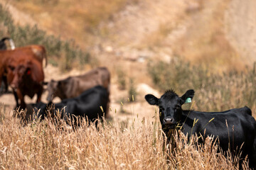 Herd of fat Cows in long grass in a field with pasture in summer