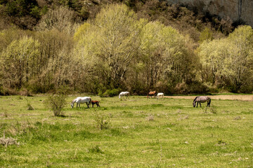 Horses graze on the lawn near the forest in summer.