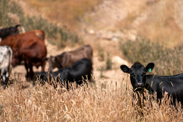 long native grasses on a regenerative agricultural farm. pasture in a grassland in the bush in australia in spring in australia