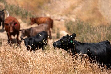 Herd of fat Cows in long grass in a field with pasture in summer