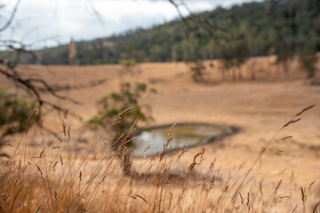 long native grasses on a regenerative agricultural farm. pasture in a grassland in the bush in...