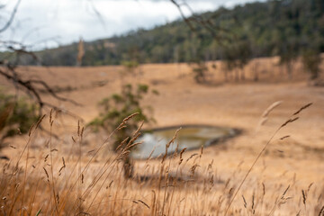 long native grasses on a regenerative agricultural farm. pasture in a grassland in the bush in...