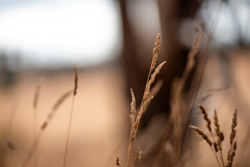 long native grasses on a regenerative agricultural farm. pasture in a grassland in the bush in...