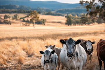 Herd of fat Cows in long grass in a field with pasture in summer