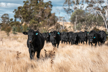 Herd of fat Cows in long grass in a field with pasture in summer