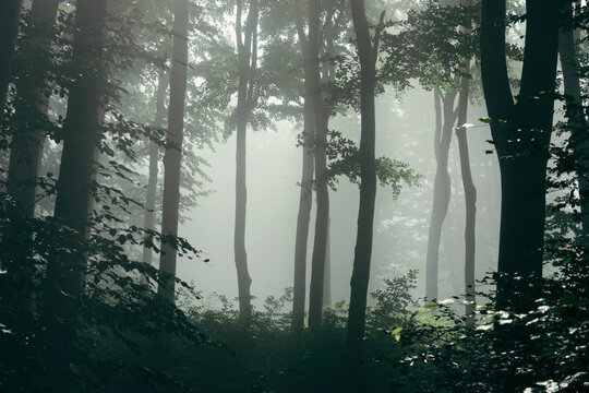 Fototapeta Sun shining through the fog in mysterious forest