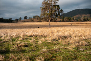 long native grasses on a regenerative agricultural farm. pasture in a grassland in the bush in...