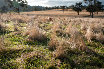 long native grasses on a regenerative agricultural farm. pasture in a grassland in the bush in...