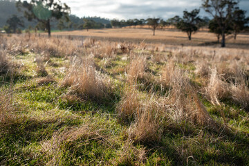 long native grasses on a regenerative agricultural farm. pasture in a grassland in the bush in...