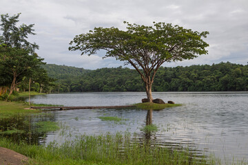 Obraz premium A tiny scenic island featuring a large rain tree connected by a charming wooden bridge, located in Phu Pha Daen National Park, Sakon Nakhon, a peaceful nature destination in Thailand.