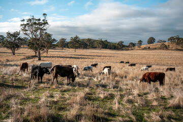 Herd of fat Cows in long grass in a field with pasture in summer