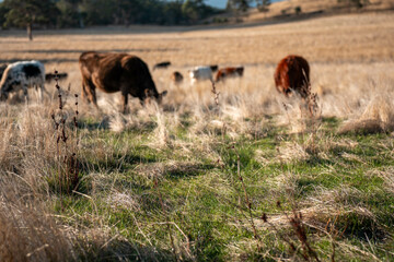 long native grasses on a regenerative agricultural farm. pasture in a grassland in the bush in...