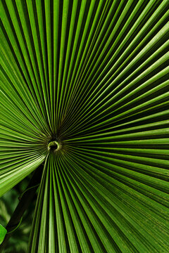 Ruffled Fan Palm Close up 